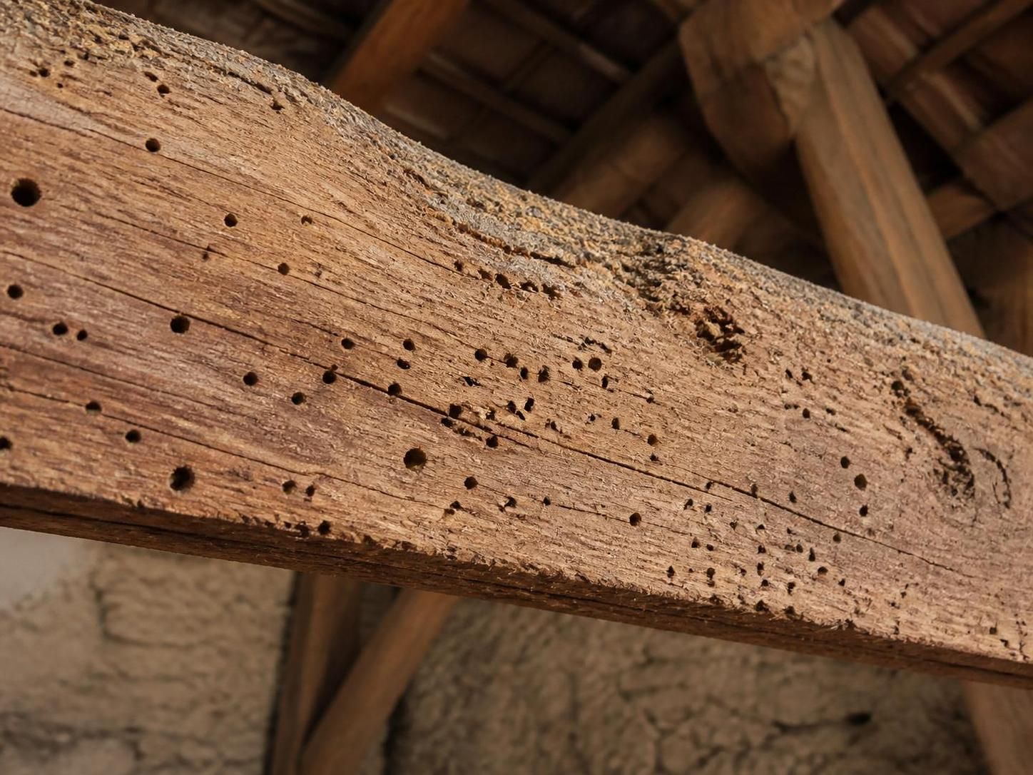 découvrez comment détecter les mites du bois dans votre charpente et vos meubles, prévenir les infestations et protéger efficacement vos biens en bois.