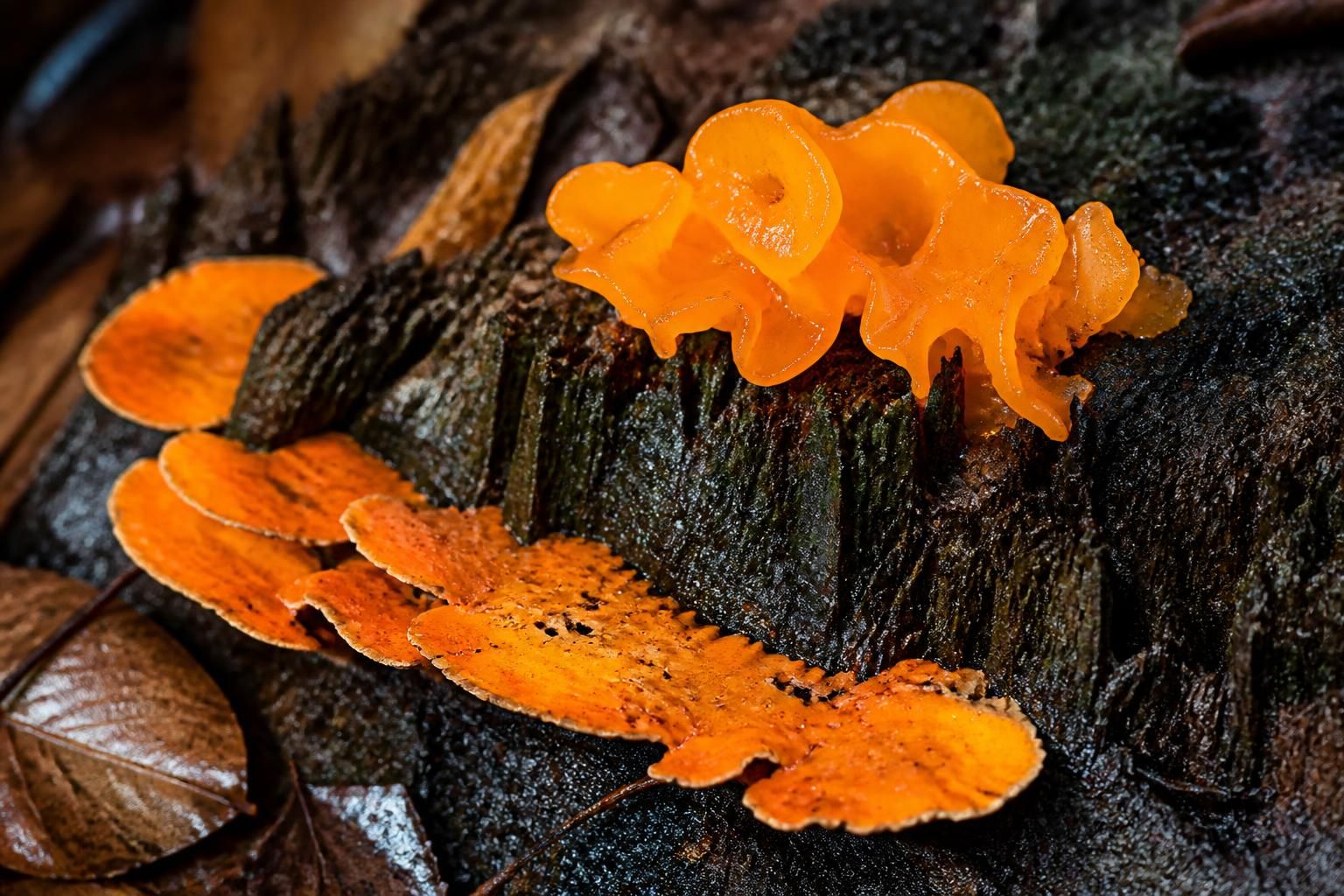 apprenez à identifier facilement les champignons orange sur bois mort grâce à notre guide en 4 étapes simples, idéal pour les amateurs de nature et de mycologie.