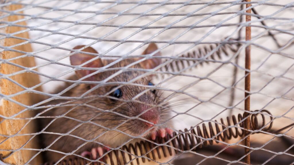 Piège à rat fait maison — piège à rat fait maison canette