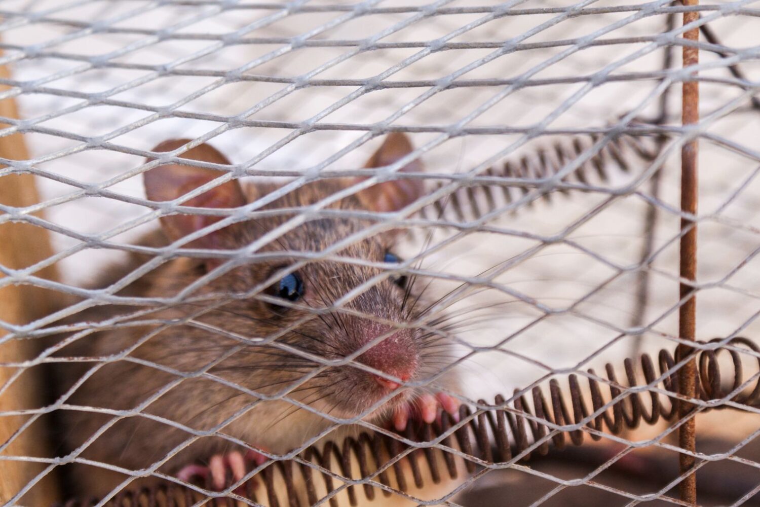 Piège à rat fait maison : canette, bicarbonate et autres techniques efficaces
